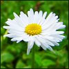 Daisy